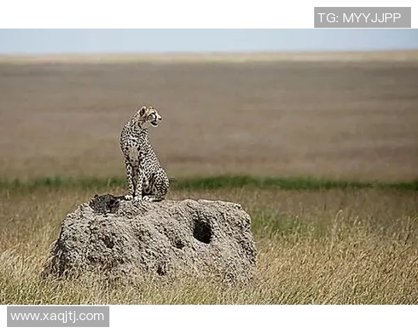 足球明星豹子照片全景展示与精彩瞬间回顾